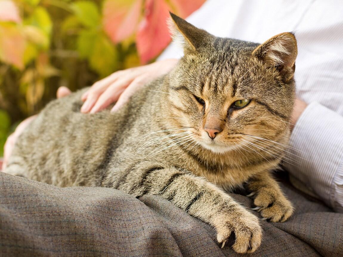 Tabby cat lays on human's lap while being pet Tabby cat lays on human's lap while being pet