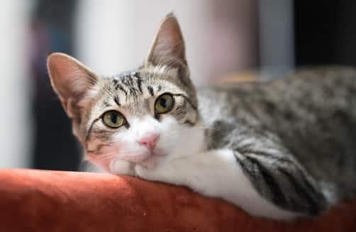 atsipalaidavusi katė ant sofos atlošo