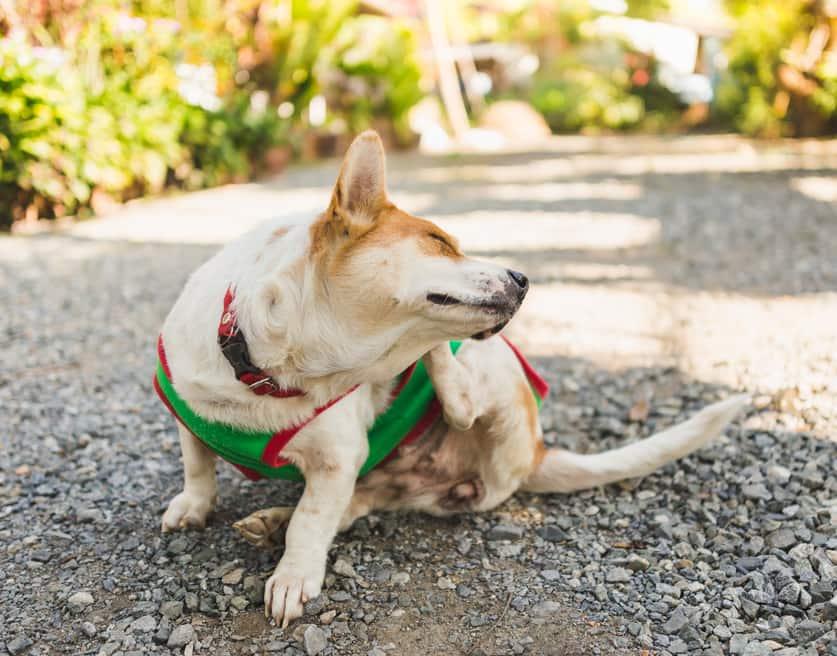 Žaliu megztiniu vilkintis korgis kasosi ausį.
