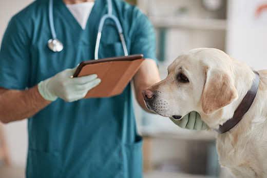Neatpažįstamo vyro veterinaro, apžiūrinčio baltą labradoro veislės šunį veterinarijos klinikoje apkarpytas portretas, kopijų vieta