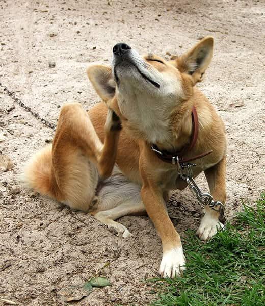 Rudas šuo su pavadėliu sėdi lauke ir kasosi.