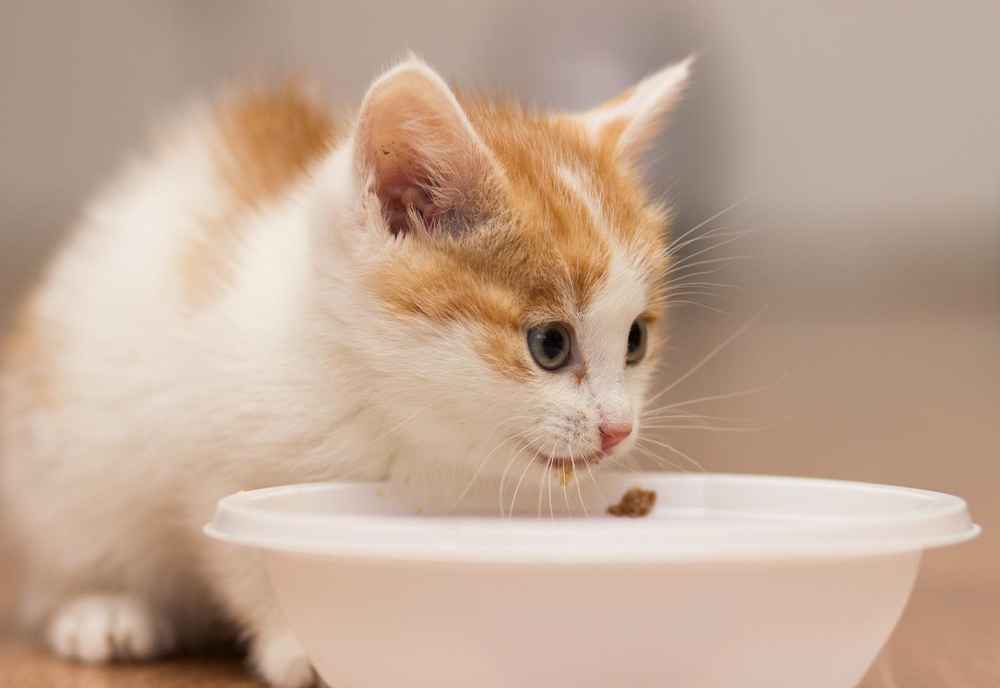 Kitten eats food from a plate Kitten eats food from a plate
