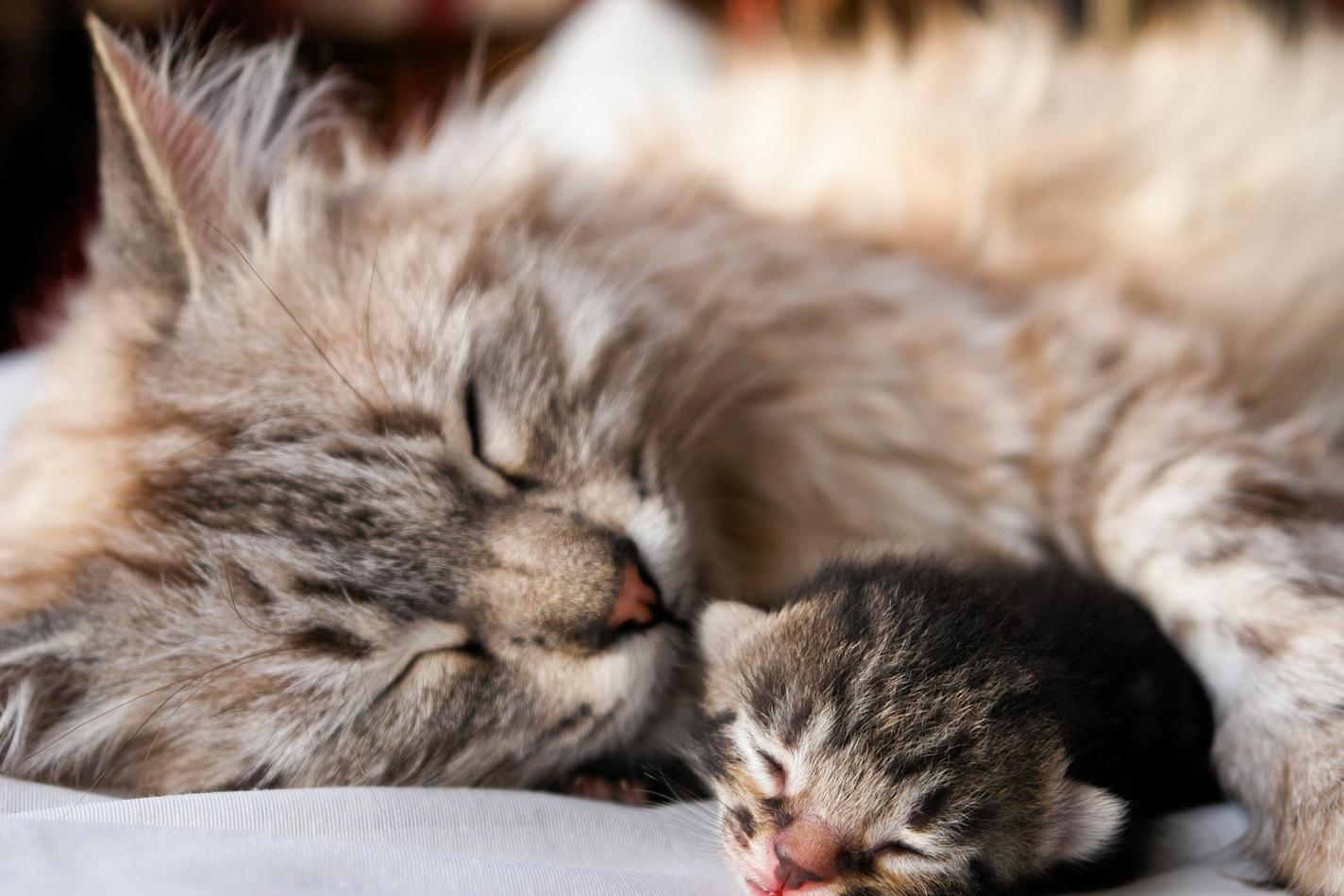 Long-haired mother cat sleeps with her paw around a newborn kitten.