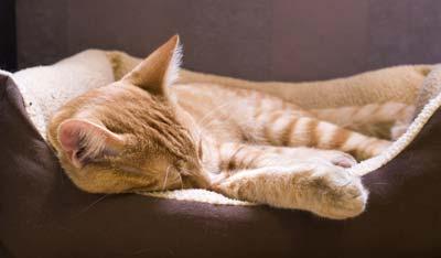 Orange and white tabby cat lying in a brown cat bed.