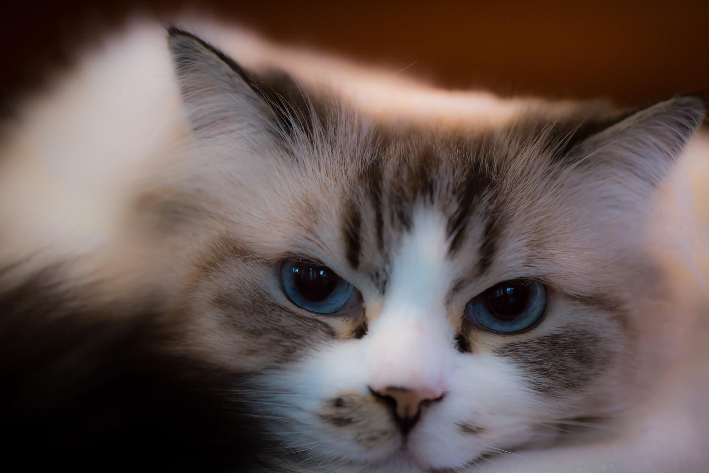 ragdoll-cat-with-blue-eyes Graži Ragdoll veislės katė didelėmis mėlynomis akimis.