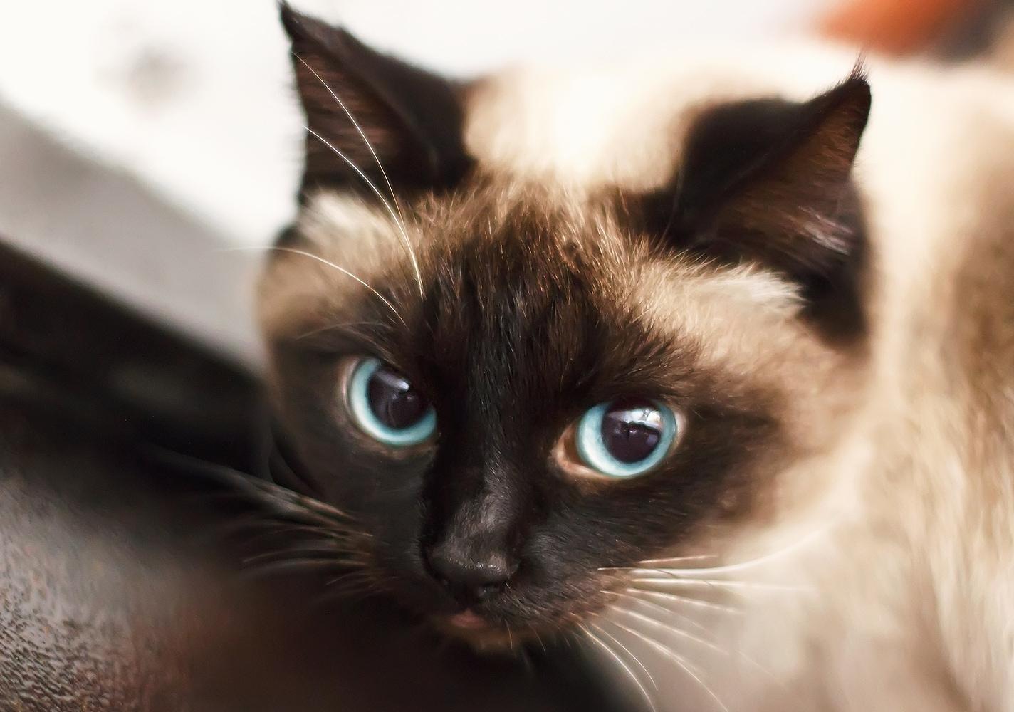 Siamo-veislės-kačiukas Siamo veislės kačiukas mėlynomis akimis.