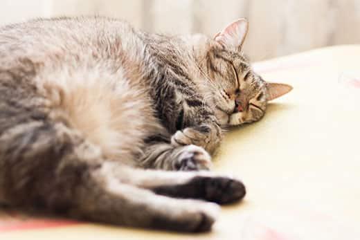 Striped gray cat sleeping.