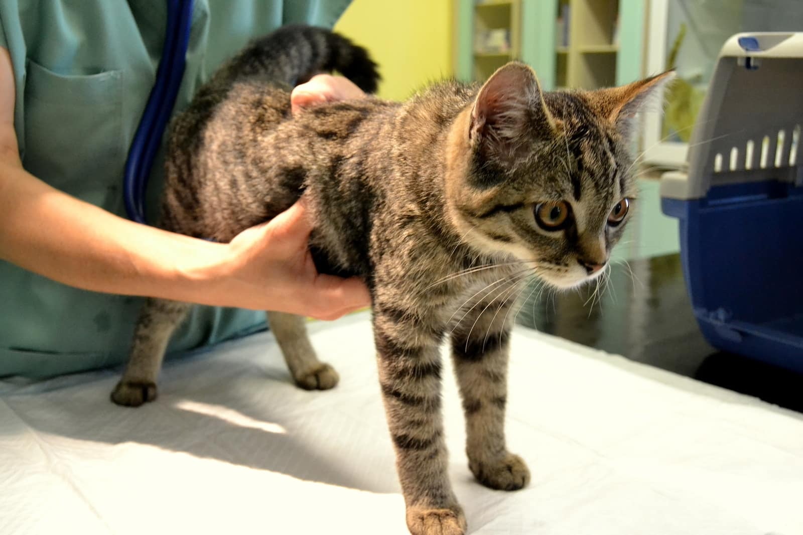 Brown tabby kitten being inspected by a vet on a table.