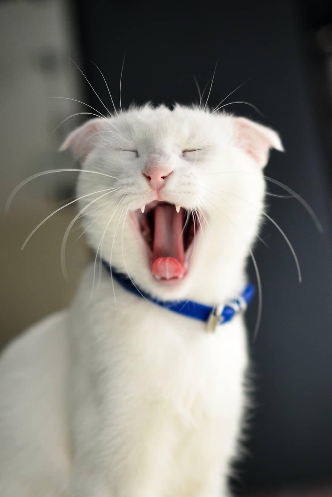 rausvai gelsva katė sėdi dėžutėje ir žiūri į kamerą.