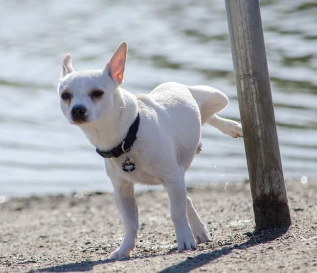 White Chihuahua peeing on a pole at the beach