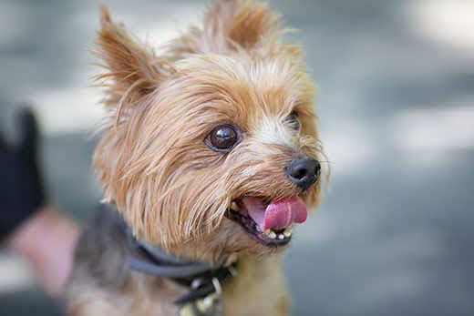 Yorkshire Terrier for a walk. Image with selective focus and toning.