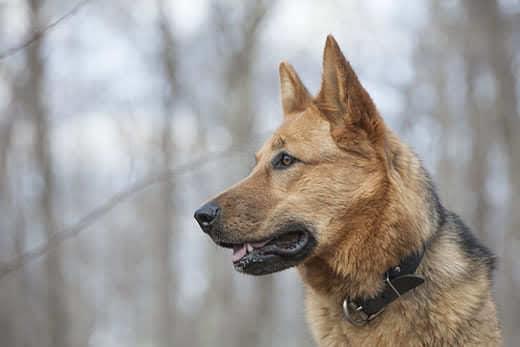 Young female German shepherd in the woods on a cloudy spring day