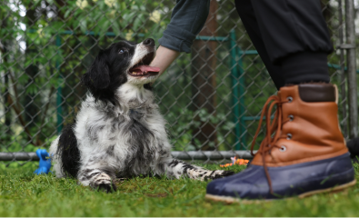 Happy small dog being pet in the backyard