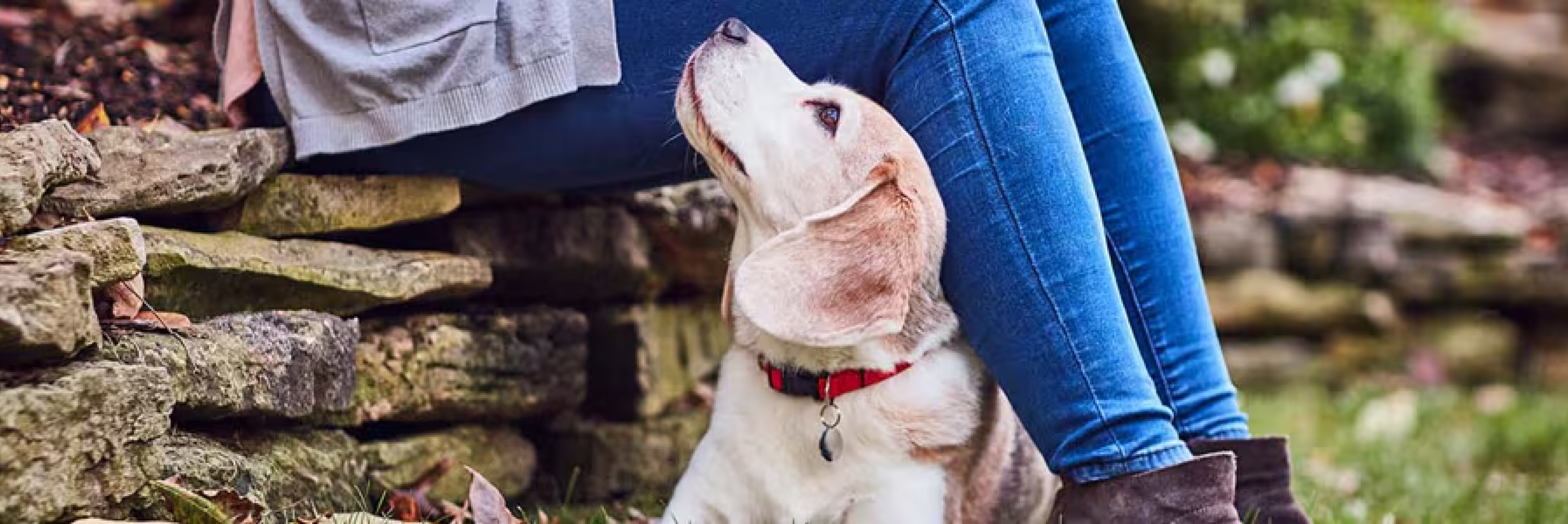 šuo meiliai žiūri į savininką