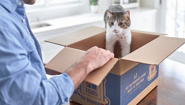 Nuotrauka, kurioje katė žaidžia dėžėje