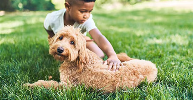 Brown dog with a boy on grass