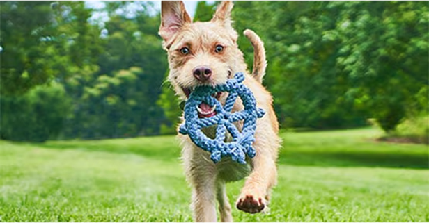 Dog running towards a camera with a blue toy in his mouth