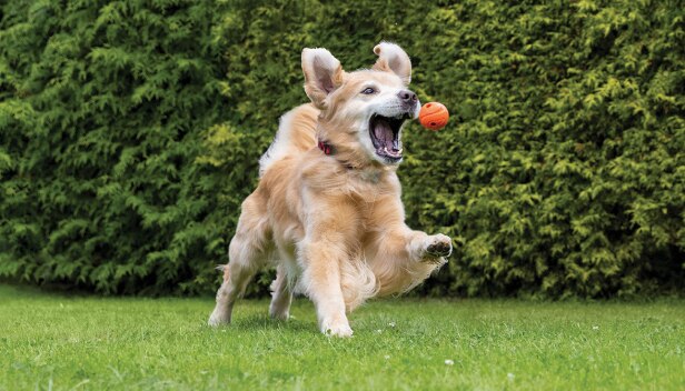 Dog playing with a ball