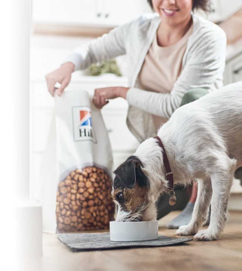 Šuo ėda Hill's maistą