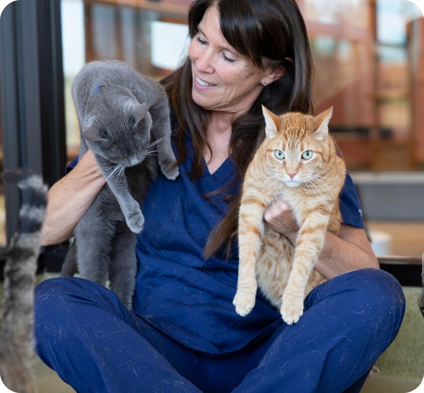 Vet nurse holding two cats, one grey and one orange