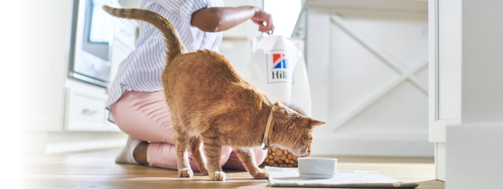 Katė ėda „Hill's“ augintinių ėdalą