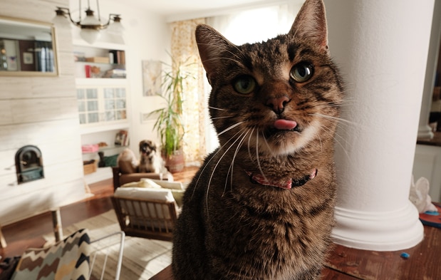 Katė laukia savo maisto