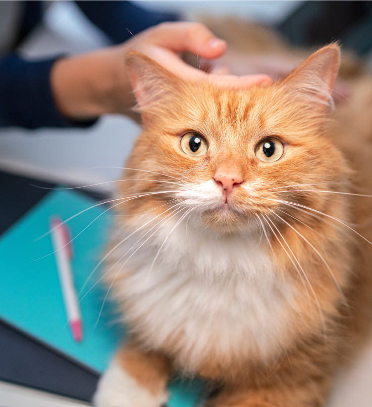 ruda katė žiūri aukštyn